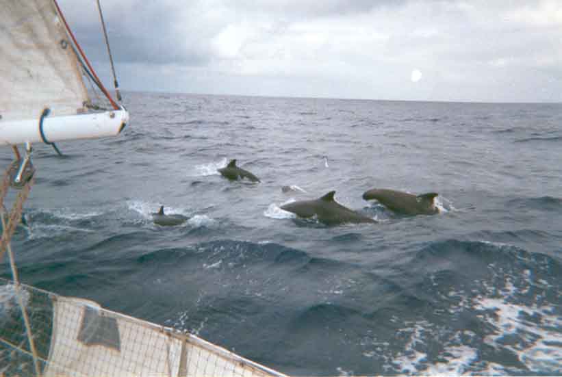 Dauphins accompagnateurs